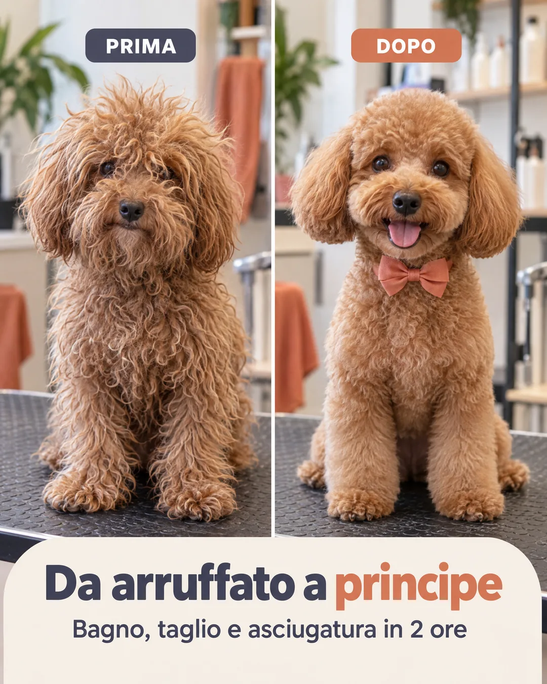 da arruffato a principe, prima e dopo